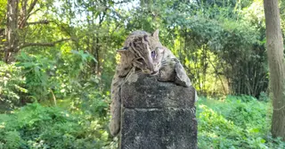 মানিকগঞ্জে গ্রামবাসীর ফাঁদে আটকে প্রাণ গেলো মেছোবাঘের